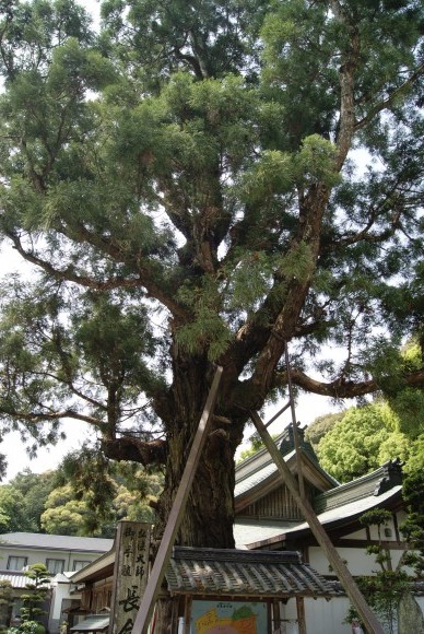 極楽寺