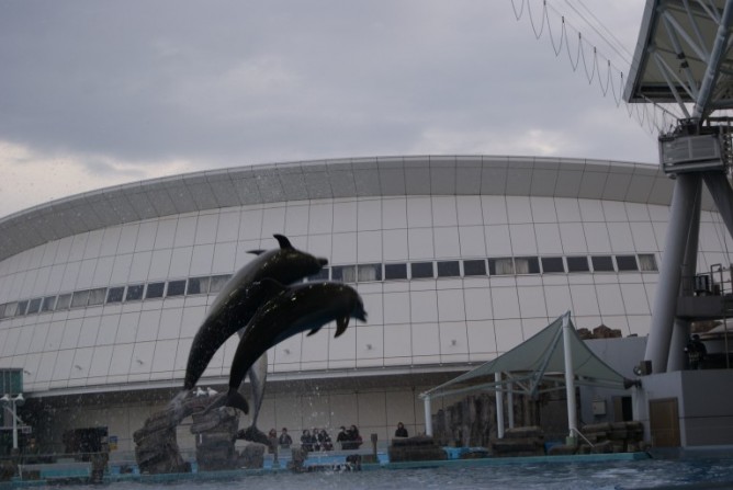 イルカ