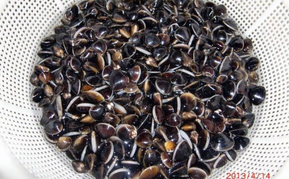 シジミ採り