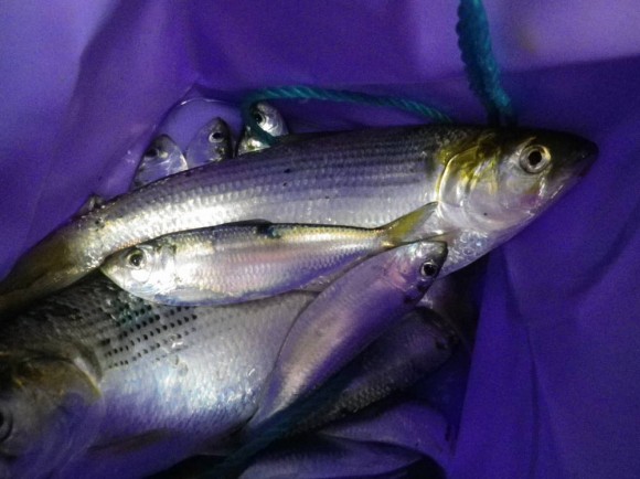 魚釣り