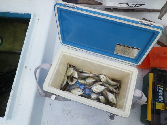 小物釣り