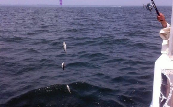 アジ釣り