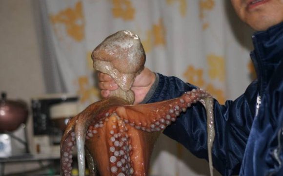 タコ