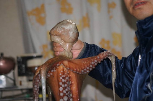 タコ