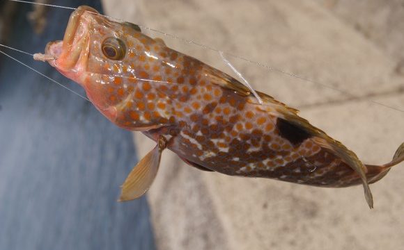 釣り