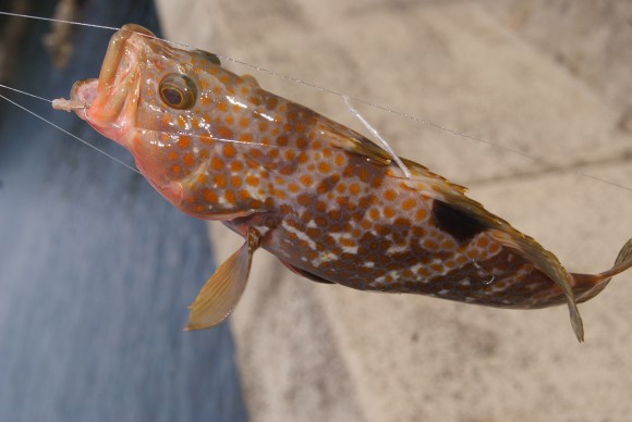 釣果