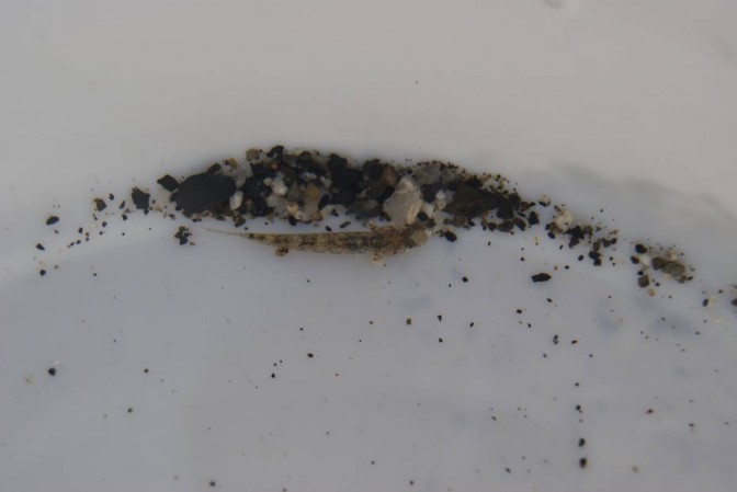 小魚