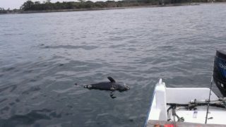 スナメリの死骸