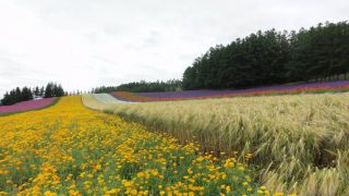 ラヴェンダー畑