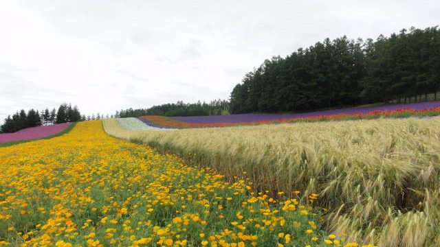 ラヴェンダー畑