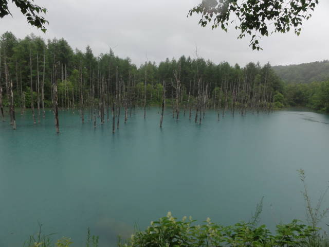青い池