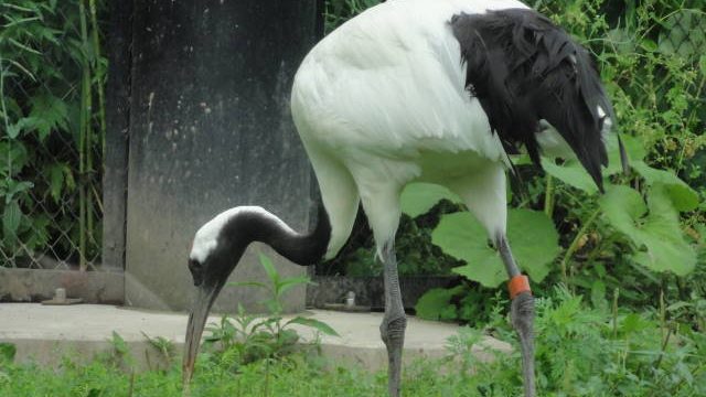 旭山動物園