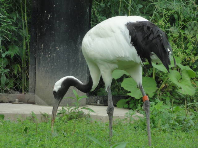 旭山動物園