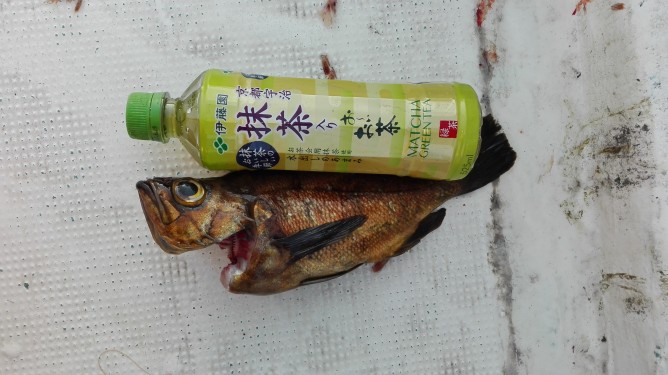 メバル