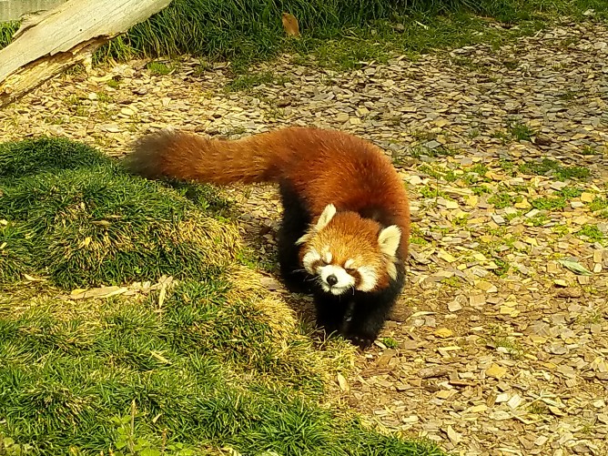 日本平動物園