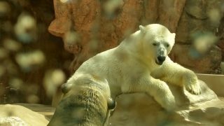 日本平動物園