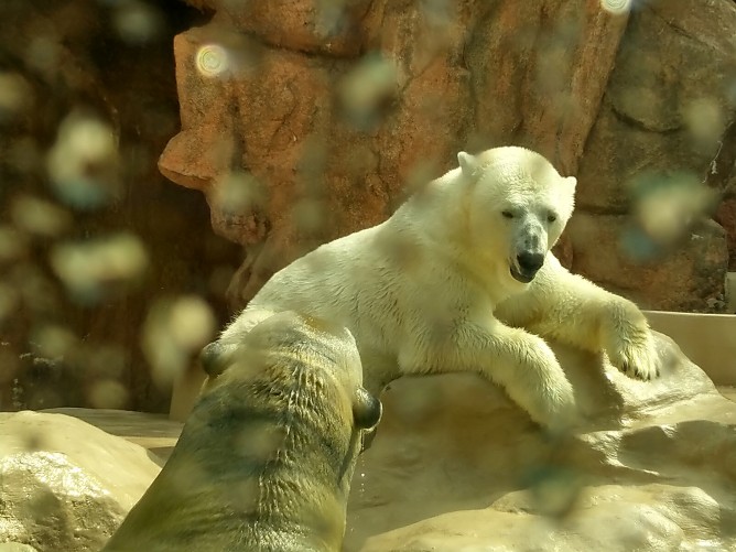 日本平動物園