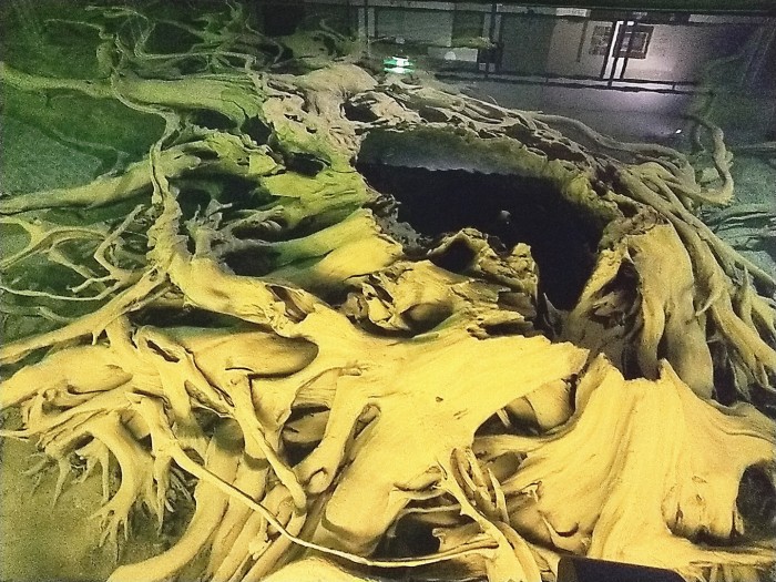 魚津埋没林博物館