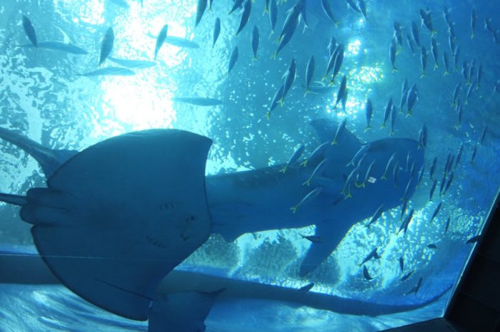 美ら海水族館